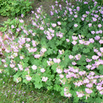 Geranium x cantabrigiense Biokovo Dwarf Cranesbill