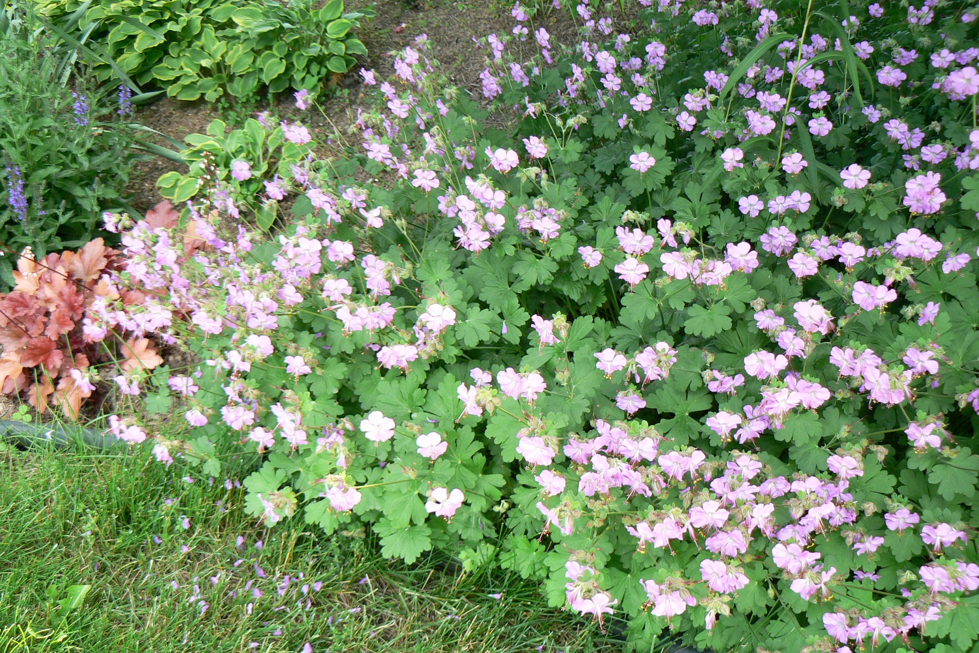 Geranium x cantabrigiense Biokovo Dwarf Cranesbill