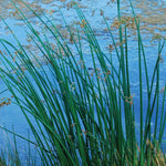 Scirpus acutus Hard Stem Bulrush