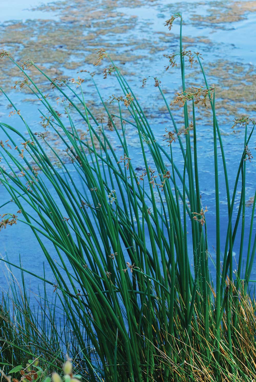 Scirpus acutus Hard Stem Bulrush