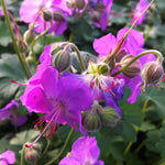 Geranium x cantabrigiense Cambridge Dwarf Cranesbill