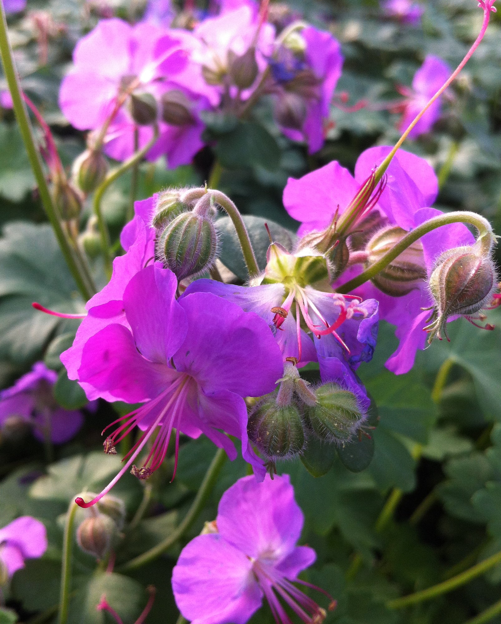Geranium x cantabrigiense Cambridge Dwarf Cranesbill