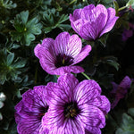 Geranium cinereum Ballerina Dwarf Cranesbill