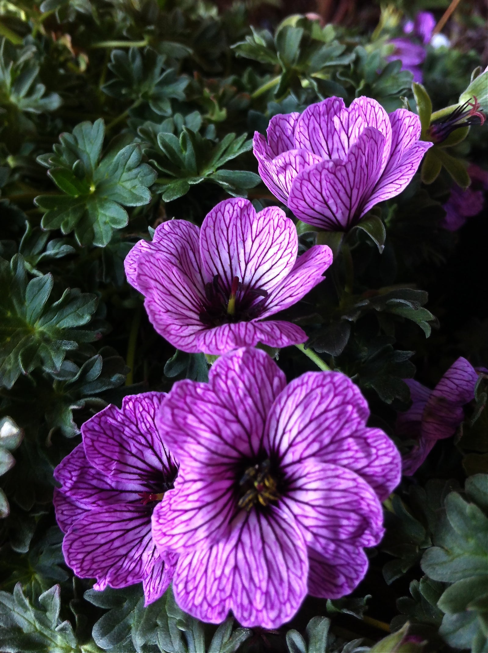 Geranium cinereum Ballerina Dwarf Cranesbill