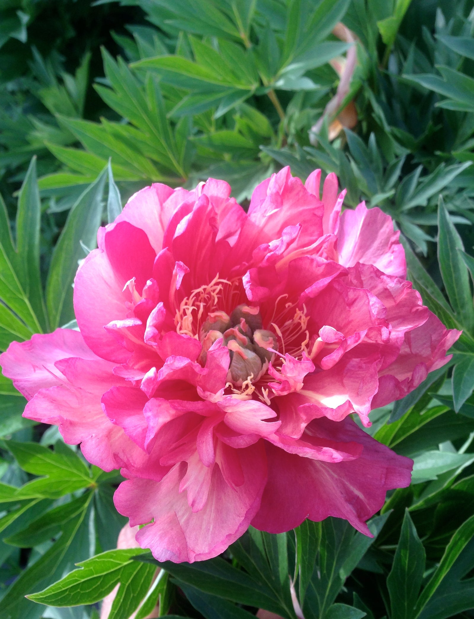 Paeonia itoh Julia Rose Intersectional Peony