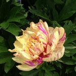 Paeonia itoh Lollipop Intersectional Peony