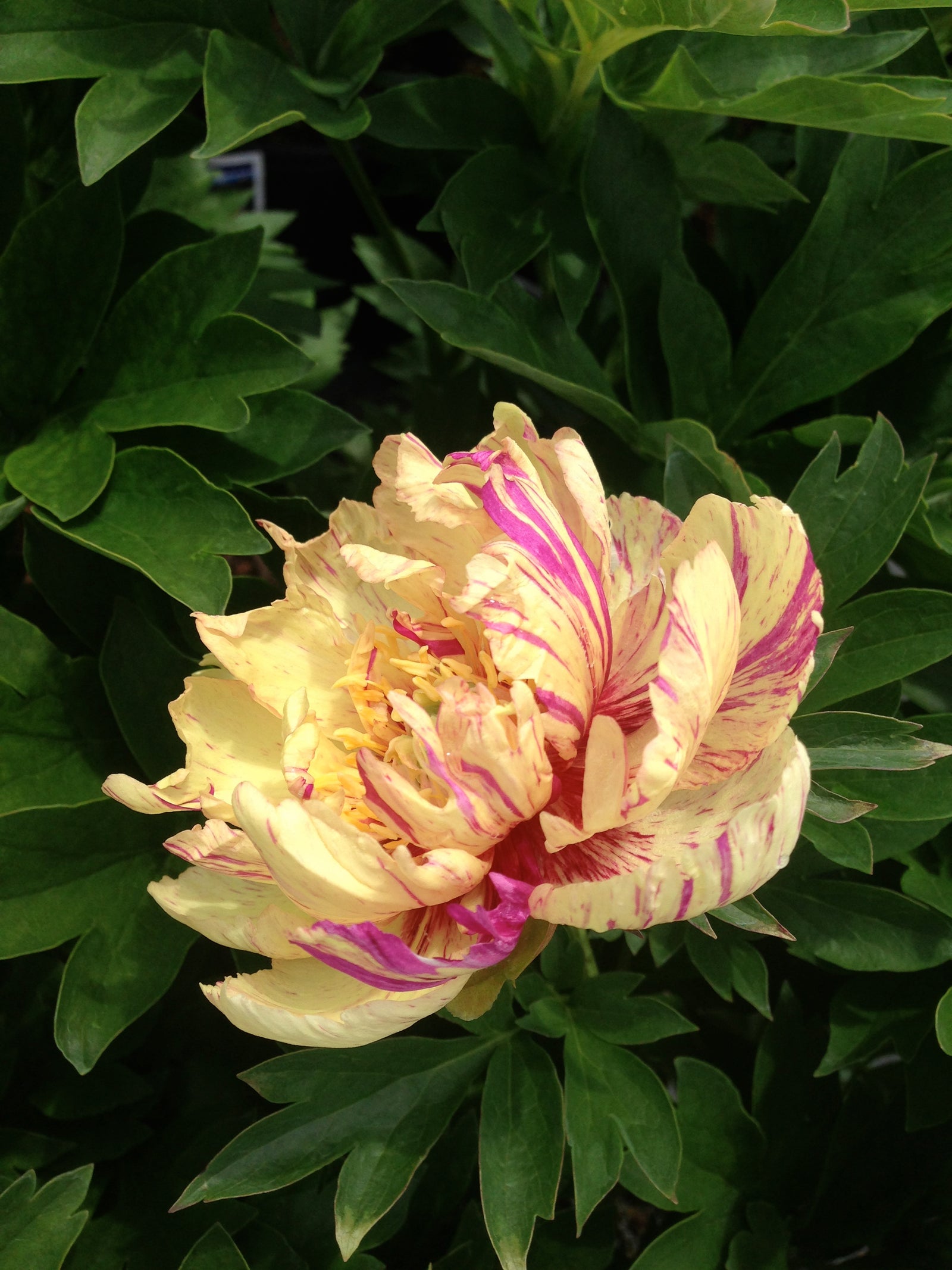 Paeonia itoh Lollipop Intersectional Peony