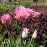 Allium schoenoprasum Rising Star Chives