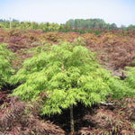 Acer palmatum var. dissectum Waterfall Waterfall Japanese Maple