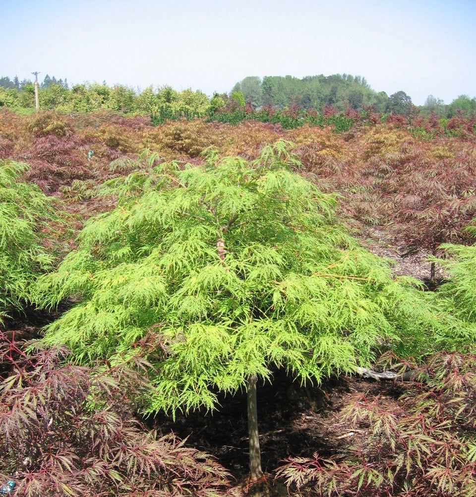 Acer palmatum var. dissectum Waterfall Waterfall Japanese Maple