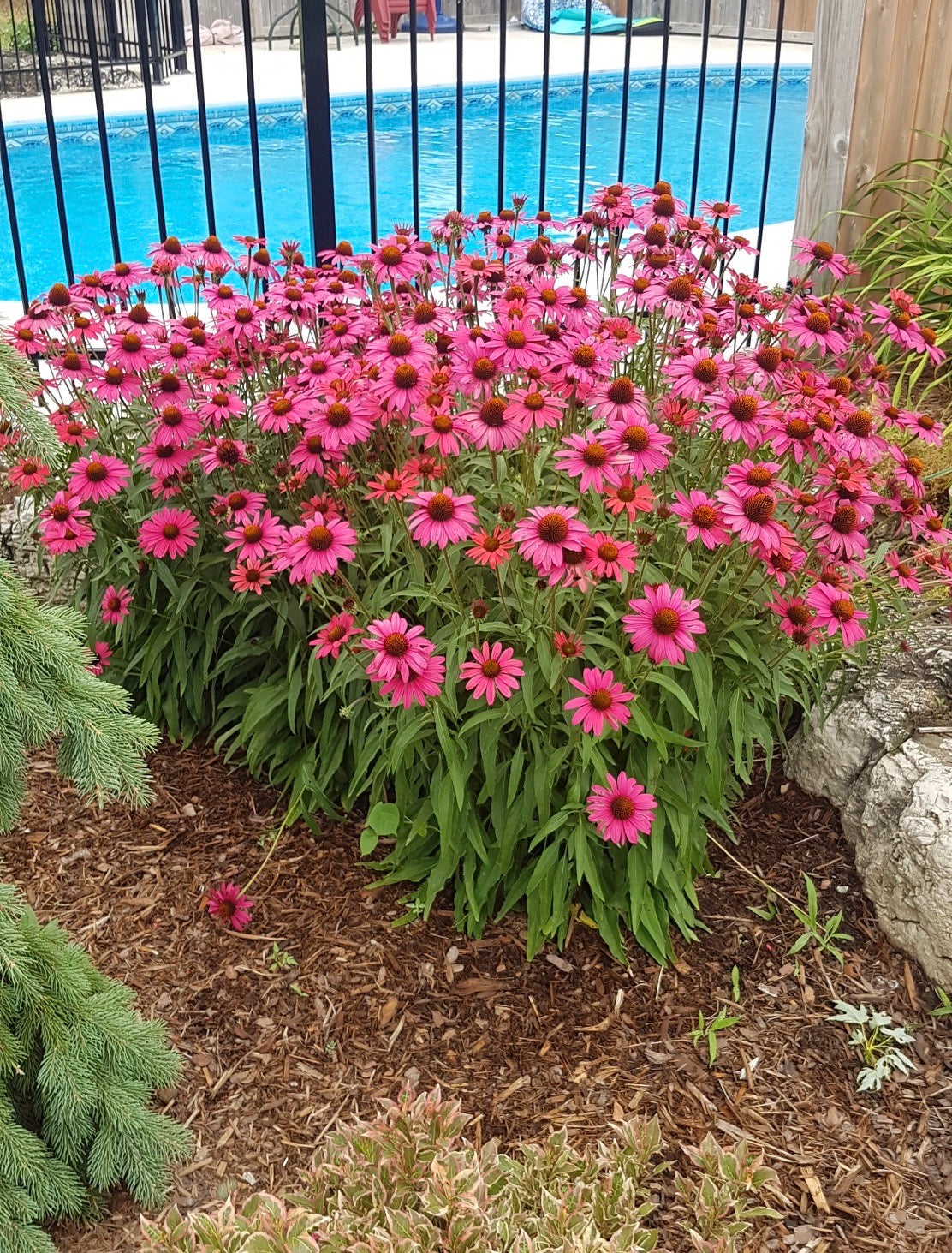 Echinacea x Glowing Dream PP18933, COPF Glowing Dream Coneflower