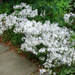 Phlox divaricata May Breeze Woodland Phlox
