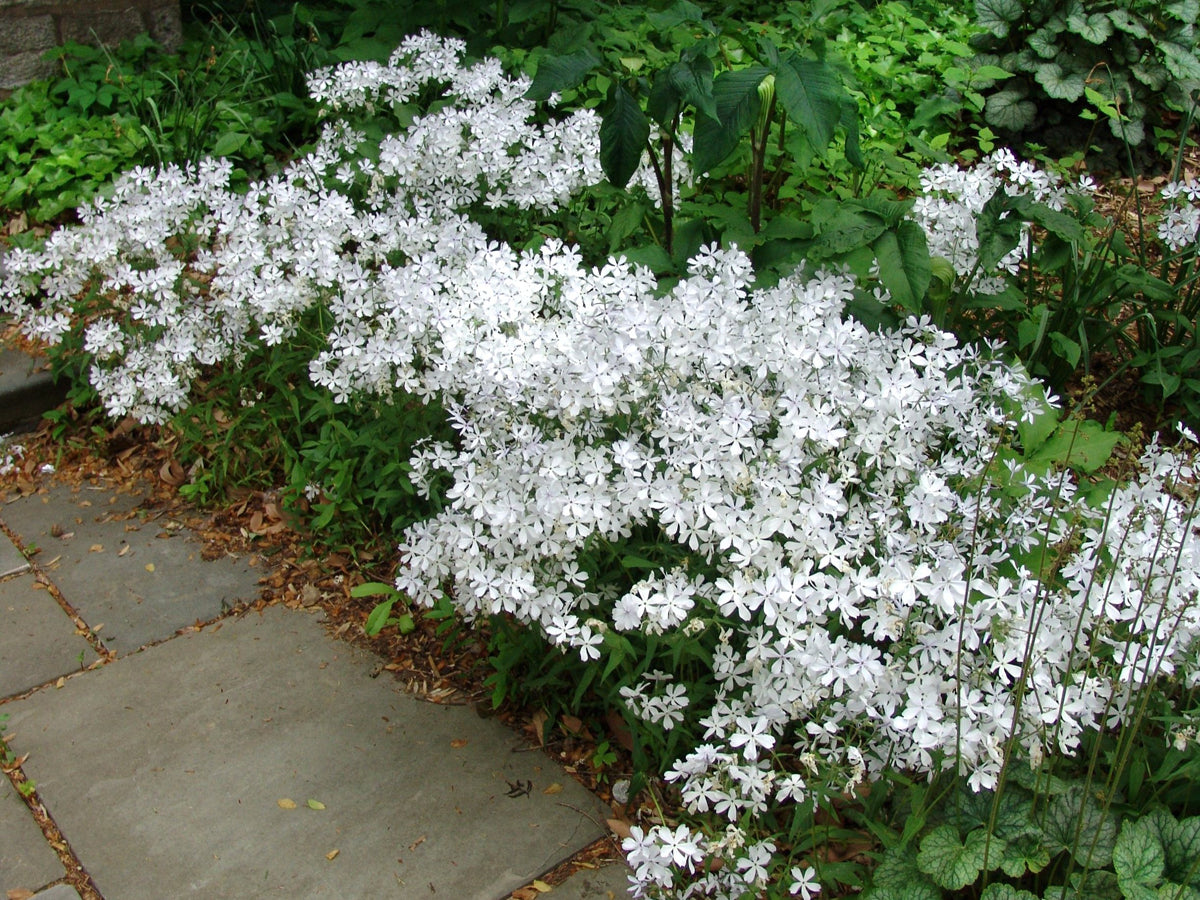 Phlox divaricata May Breeze Woodland Phlox