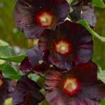 Alcea rosea Blacknight Black Night Hollyhock