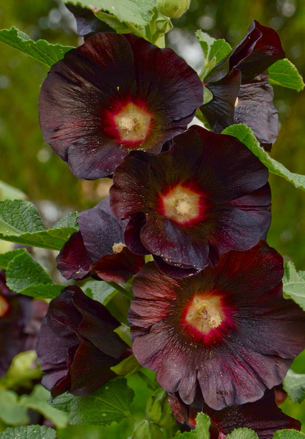 Alcea rosea Blacknight Black Night Hollyhock