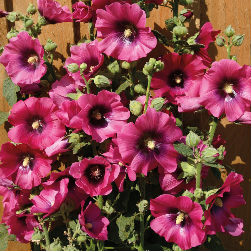 Alcea rosea Cerise Hollyhock