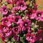 Alcea rosea Cerise Cerise Hollyhock