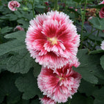 Alcea rosea Fiesta Time Hollyhock