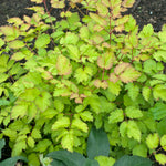 Astilbe x Amber Moon PP26028 Amber Moon False Spirea