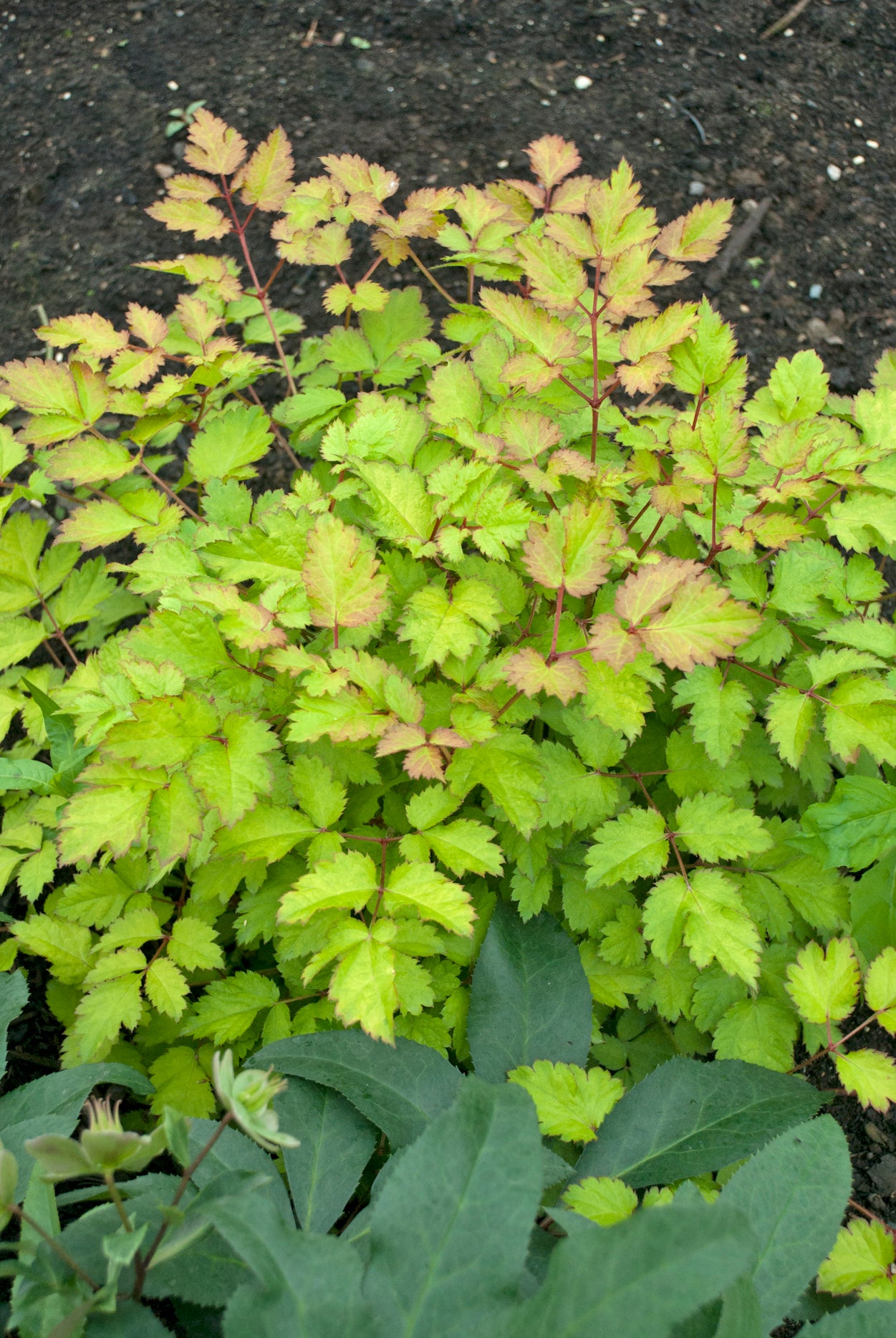 Astilbe x Amber Moon PP26028 Amber Moon False Spirea