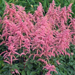 Astilbe x Bressingham Beauty False Spirea