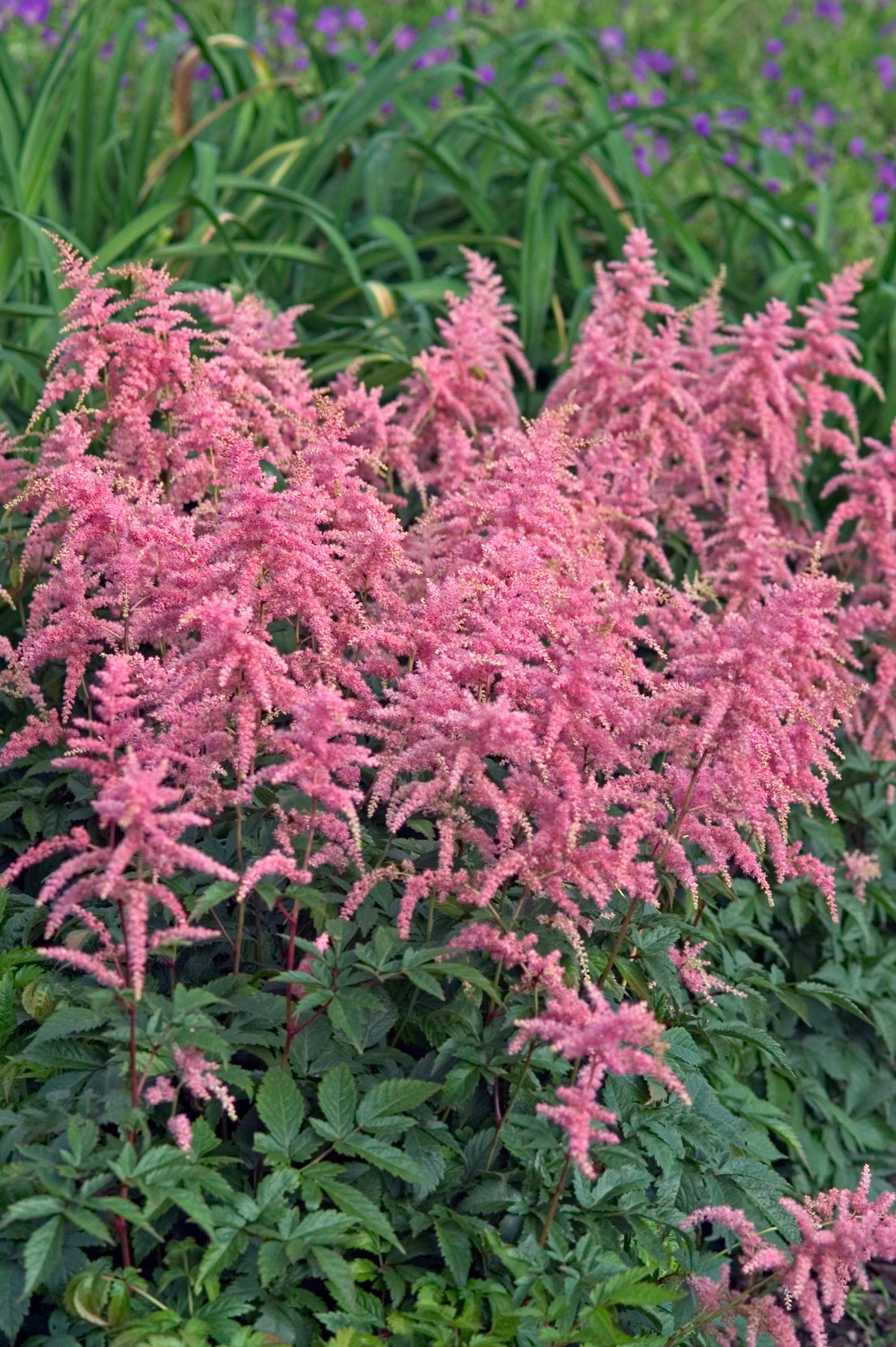 Astilbe x Bressingham Beauty Bressingham Beauty False Spirea