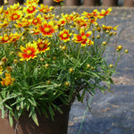 Coreopsis x Daybreak PPAF Daybreak Tickseed