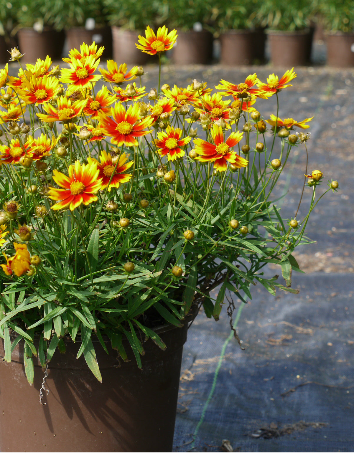 Coreopsis x Daybreak PPAF Daybreak Tickseed