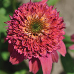 Echinacea x Double Scoop Bubble Gum Balscblum PP23103, CPBR4667 Bubble Gum Coneflower