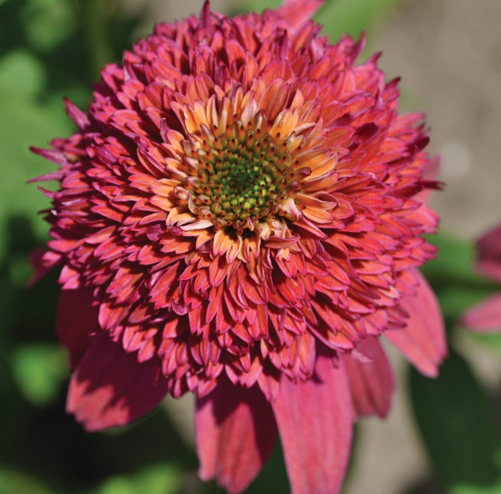 Echinacea x Double Scoop Bubble Gum Balscblum PP23103, CPBR4667 Bubble Gum Coneflower
