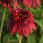Echinacea x Double Scoop Raspberry Balsceras PP23117 Raspberry Coneflower