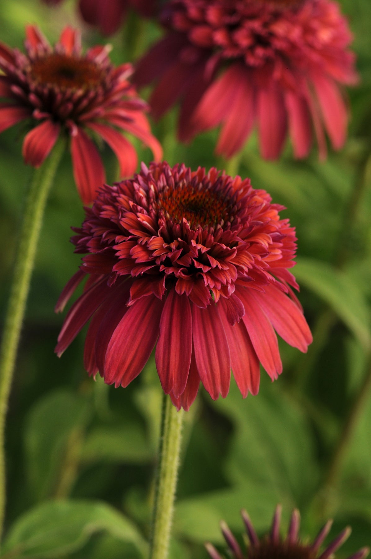 Echinacea x Double Scoop Raspberry Balsceras PP23117 Raspberry Coneflower