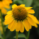 Echinacea x Sombrero Lemon Yellow Balsomemy PP24768 Lemon Yellow Coneflower