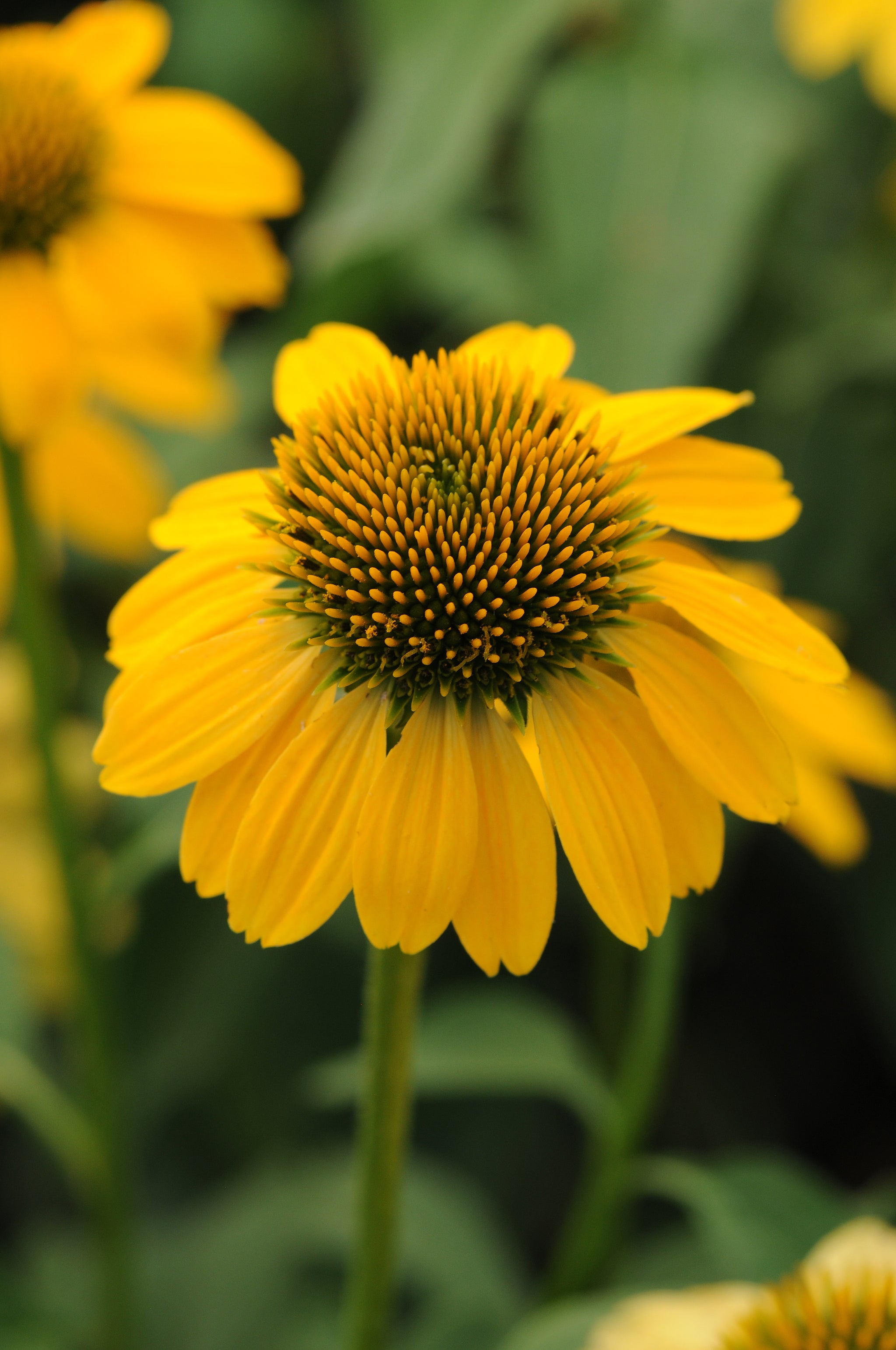 Echinacea x Sombrero Lemon Yellow Balsomemy PP24768 Lemon Yellow Coneflower