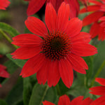 Echinacea x Sombrero Salsa Red Balsomsed PP23105, CPBR4671 Salsa Red Coneflower