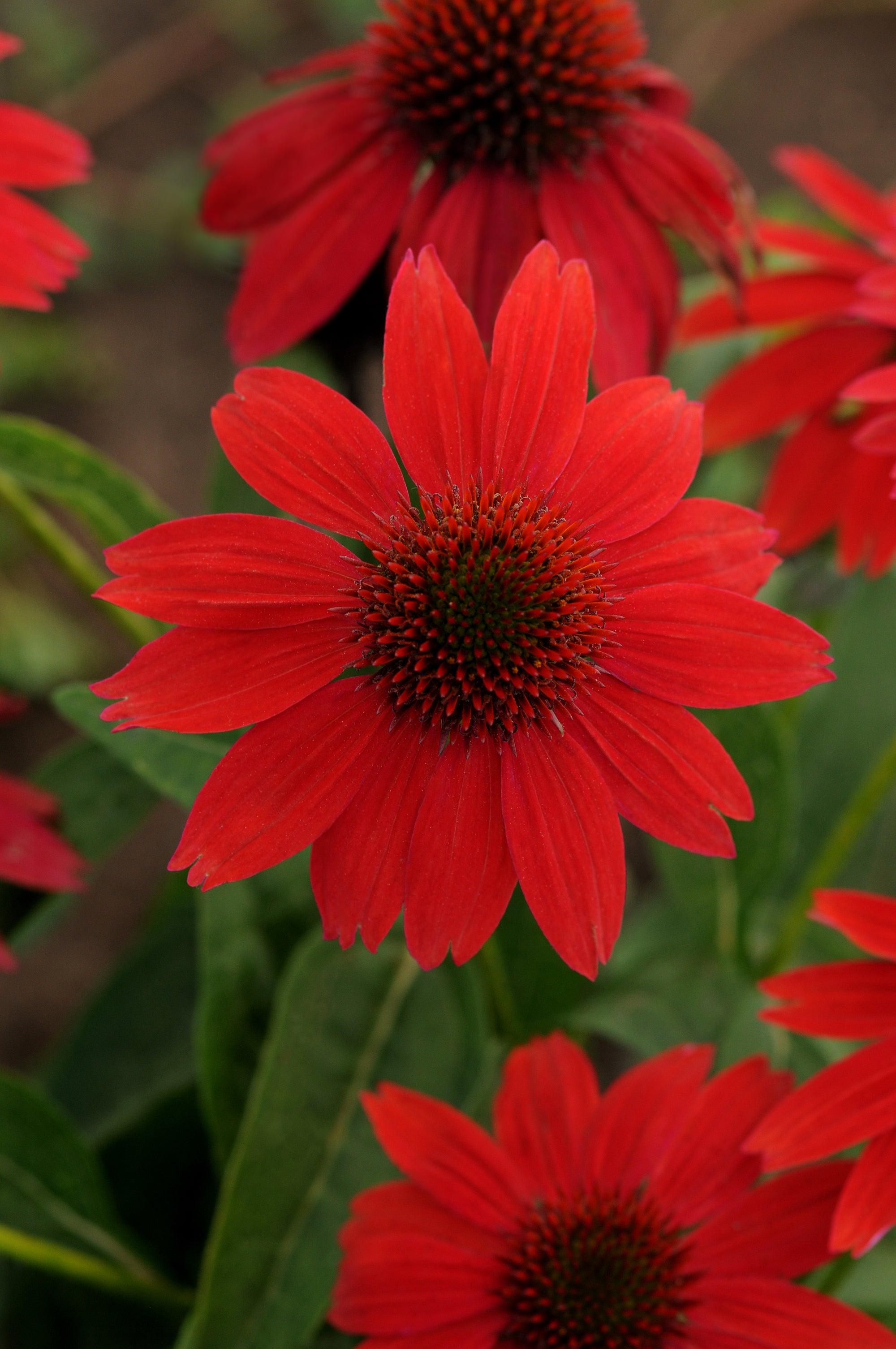 Echinacea x Sombrero Salsa Red Balsomsed PP23105, CPBR4671 Salsa Red Coneflower