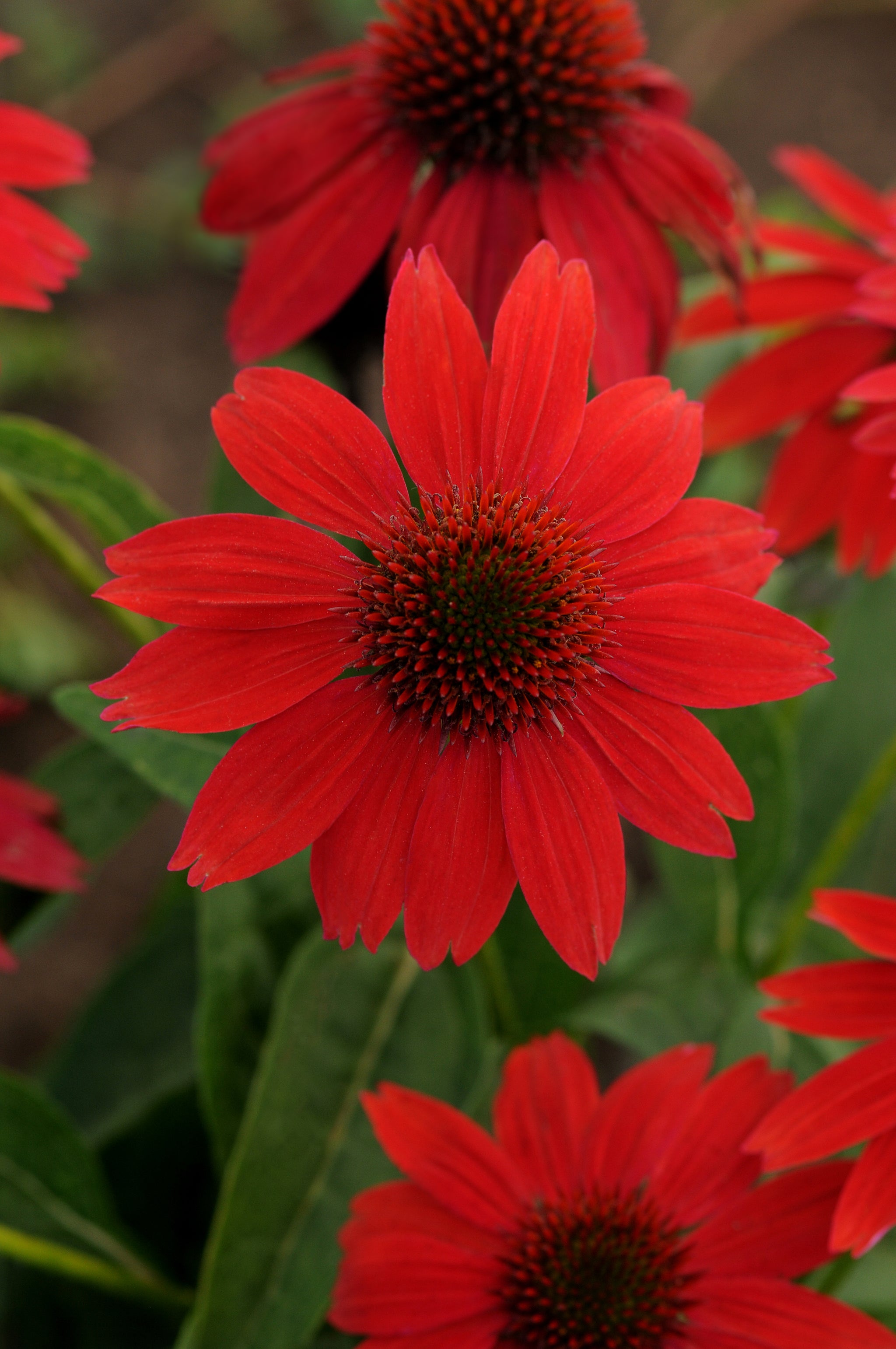 Echinacea x Sombrero Salsa Red Balsomsed PP23105, CPBR4671 Salsa Red Coneflower