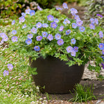 Geranium x Azure Rush PP22684, COPF Azure Rush Cranesbill