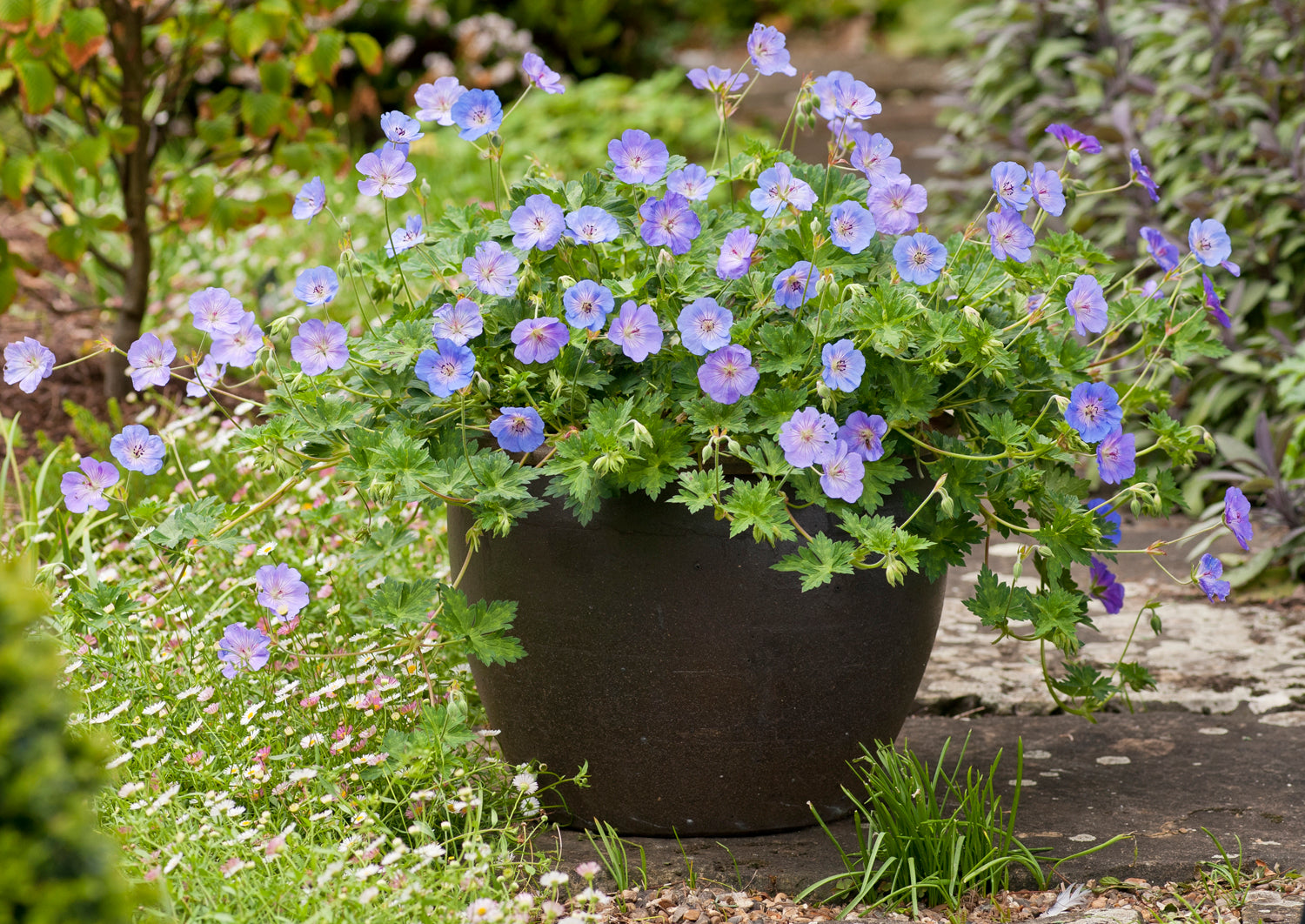 Geranium x Azure Rush PP22684, COPF Azure Rush Cranesbill