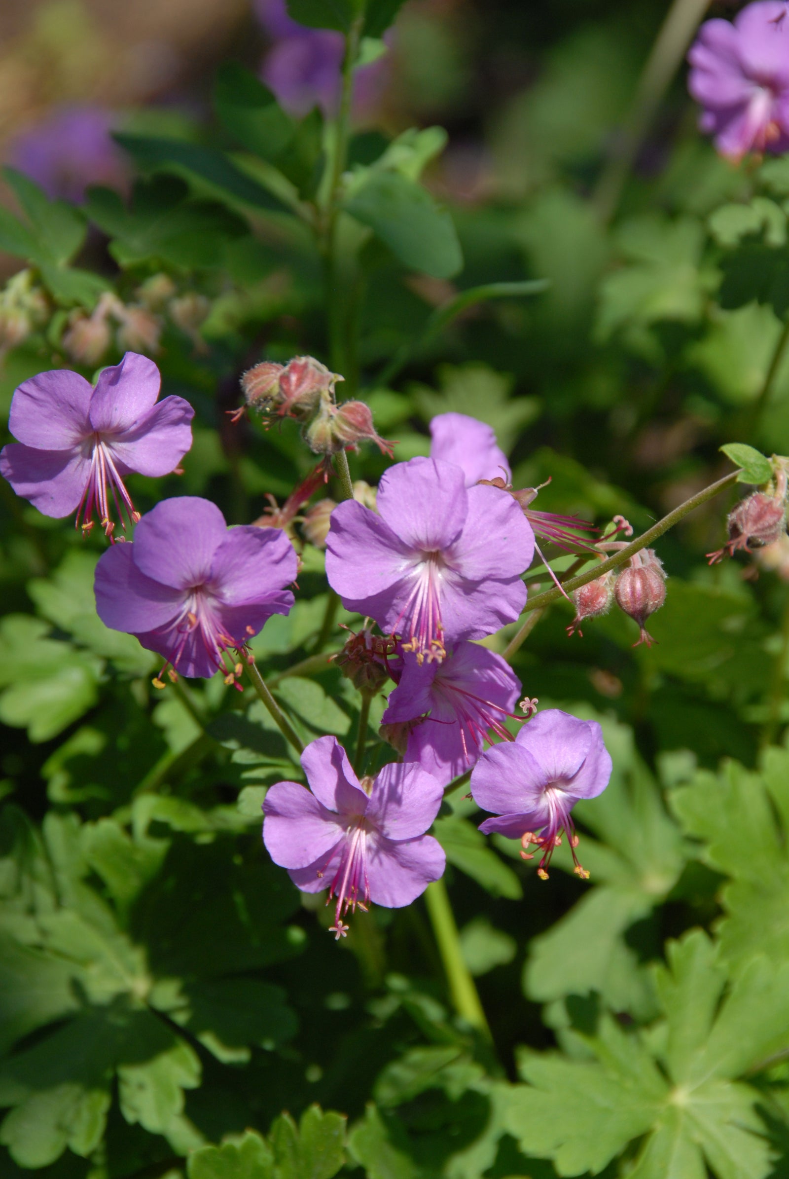 Geranium x cantabrigiense Karmina Dwarf Cranesbill