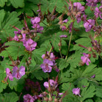 Geranium macrorrhizum Bigroot Geranium