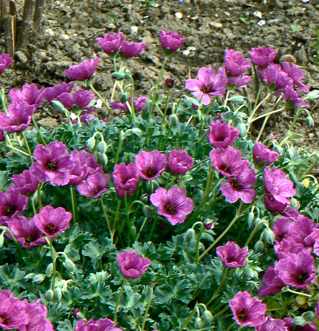 Geranium cinereum Giuseppe Dwarf Cranesbill