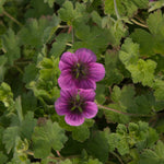 Geranium x Perfect Storm Cranesbill