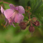 Geranium macrorrhizum Ingwersen's Variety Bigroot Geranium