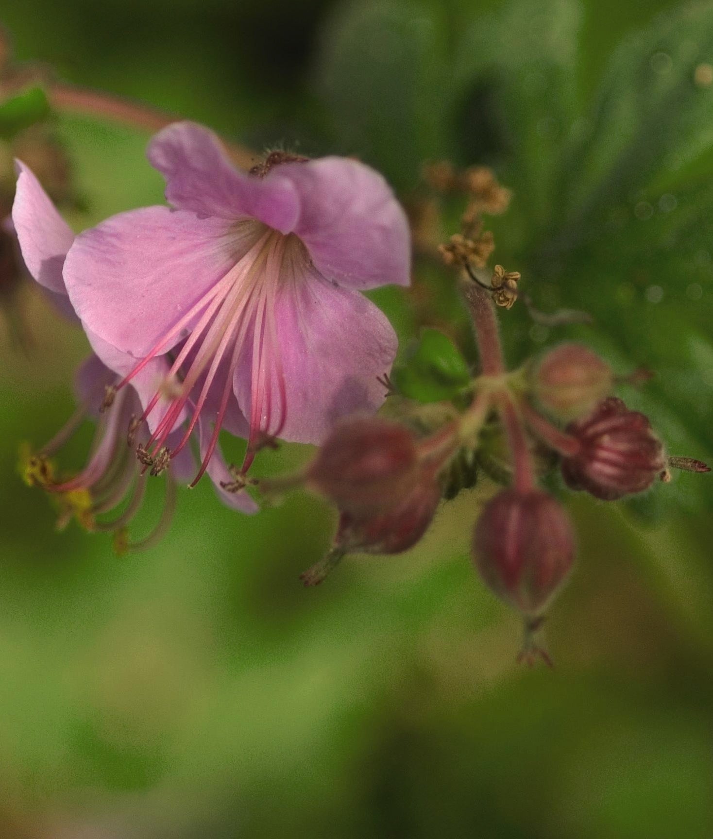 Geranium macrorrhizum Ingwersen's Variety Bigroot Geranium