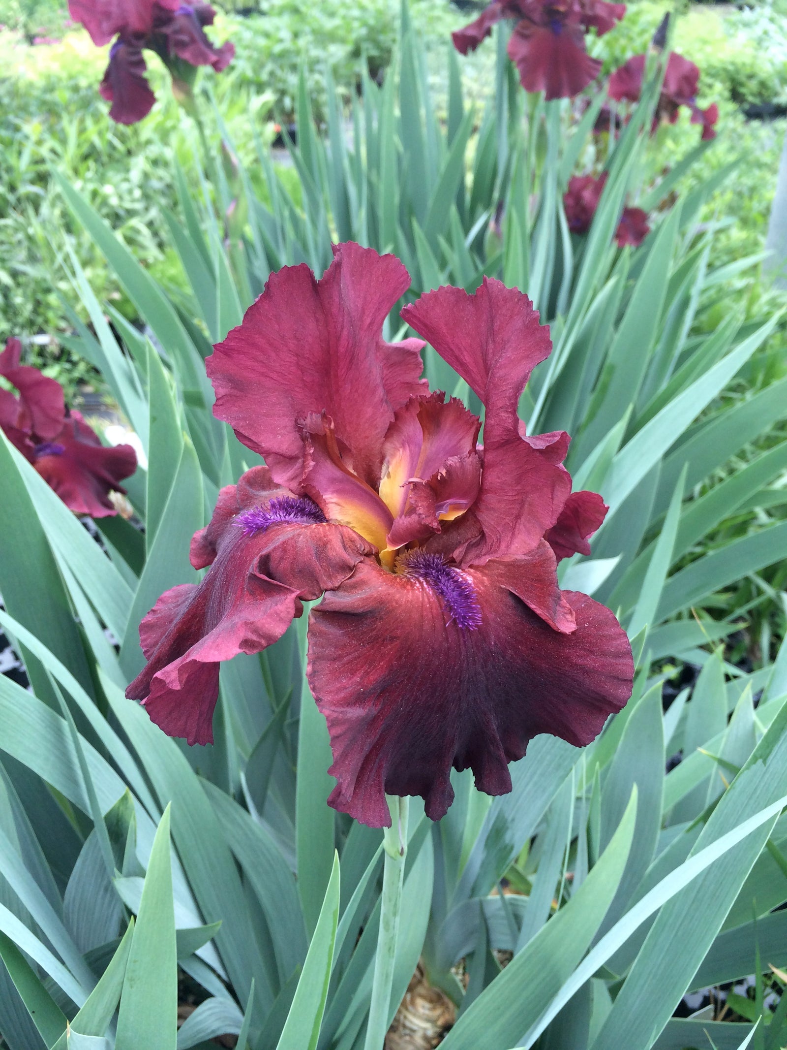 Iris germanica Fortunate Son Tall Bearded Iris