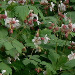 Geranium macrorrhizum Spessart COPF Bigroot Geranium