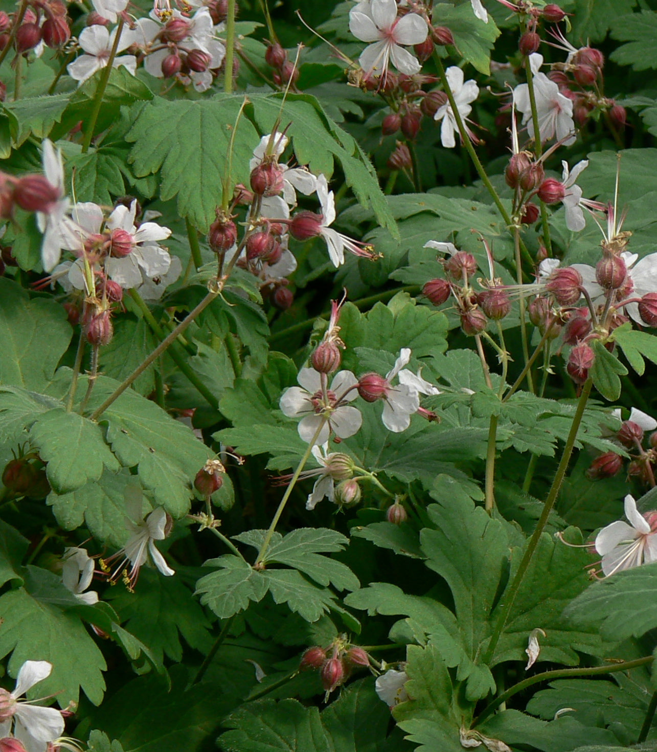 Bigroot Geranium – GardenTap