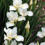 Iris sibirica White Swirl Siberian Iris