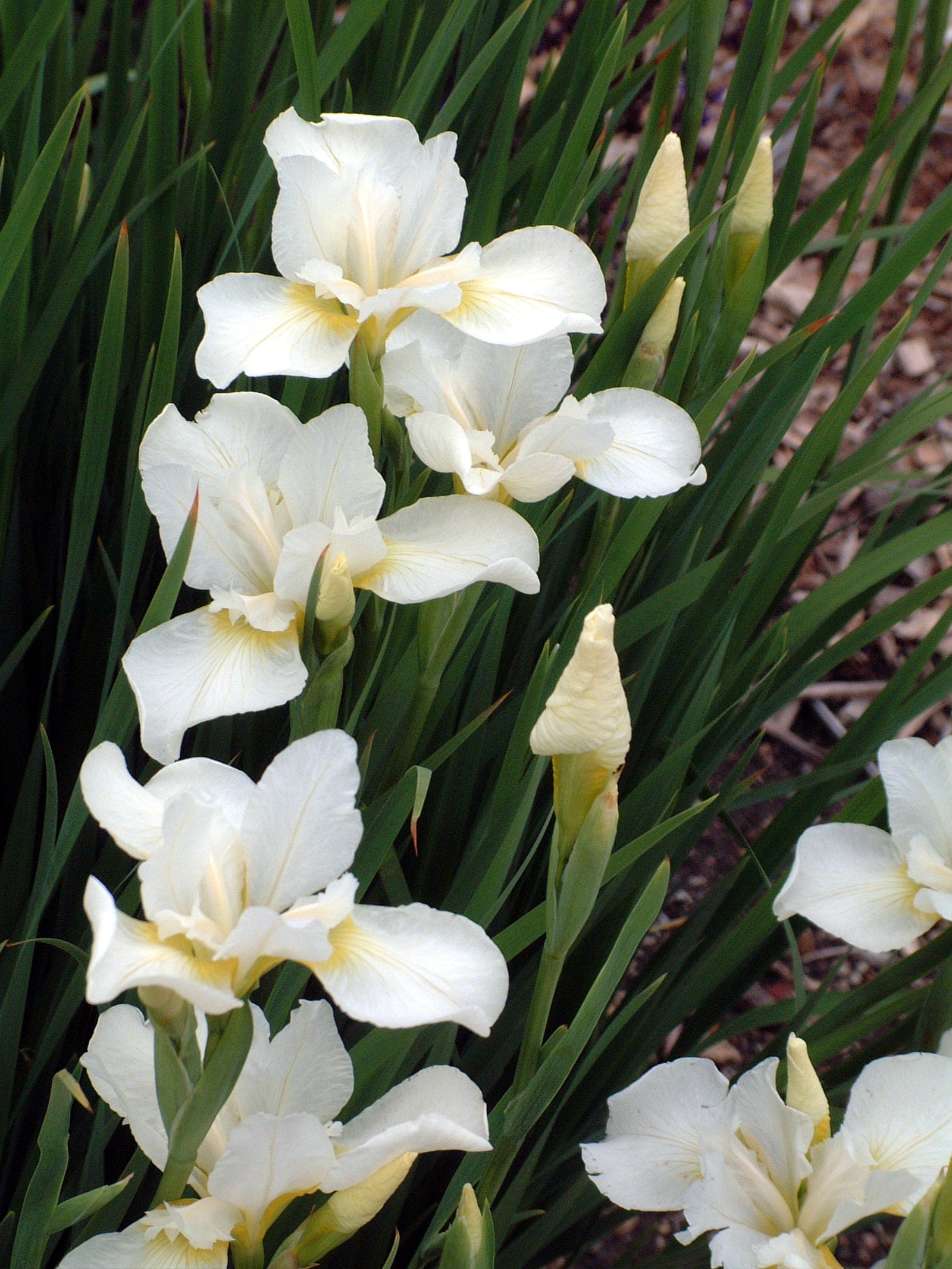 Iris sibirica White Swirl Siberian Iris